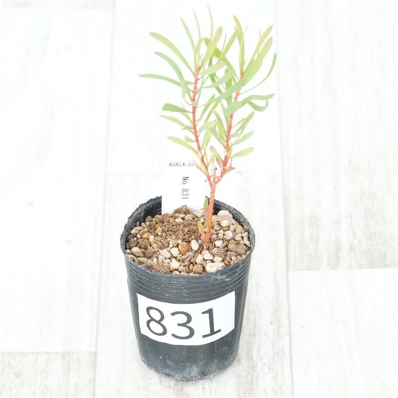 �Ը�ʪ�եץ��ƥ���������⥻�ե��顡�֥�����Ω�ơ�No.831��2��