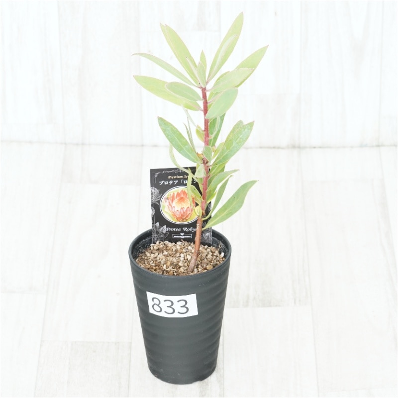 �Ը�ʪ�եץ��ƥ������ӥ󡡥���������ɻ�Ω�ơ�No.833��3.5��