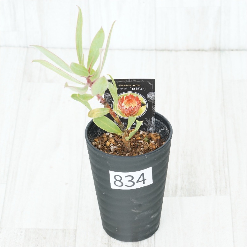 �Ը�ʪ�եץ��ƥ������ӥ󡡥���������ɻ�Ω�ơ�No.834��3.5��