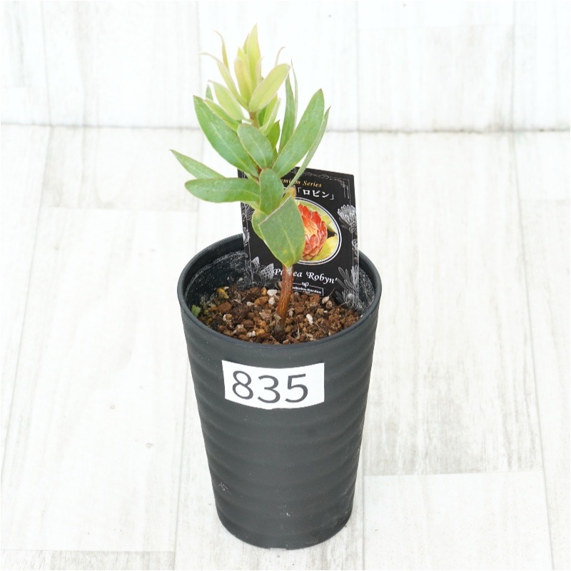 �Ը�ʪ�եץ��ƥ������ӥ󡡥���������ɻ�Ω�ơ�No.835��3.5��