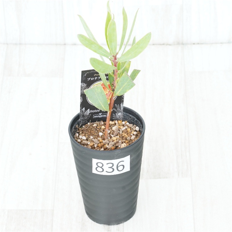�Ը�ʪ�եץ��ƥ������ӥ󡡥���������ɻ�Ω�ơ�No.836��3.5��