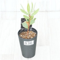 �Ը�ʪ�եץ��ƥ������ӥ󡡥���������ɻ�Ω�ơ�No.836��3.5��