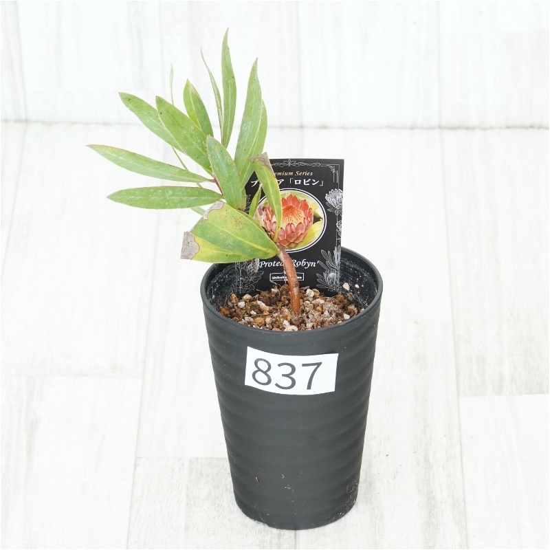 �Ը�ʪ�եץ��ƥ������ӥ󡡥���������ɻ�Ω�ơ�No.837��3.5��