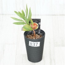 �Ը�ʪ�եץ��ƥ������ӥ󡡥���������ɻ�Ω�ơ�No.837��3.5��