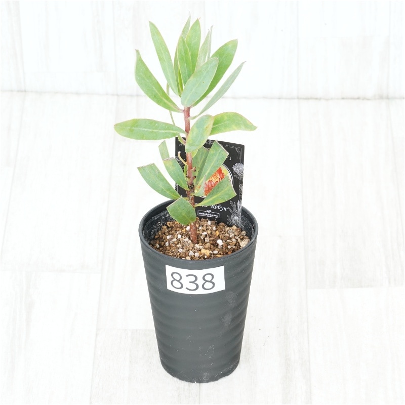 �Ը�ʪ�եץ��ƥ������ӥ󡡥���������ɻ�Ω�ơ�No.838��3.5��