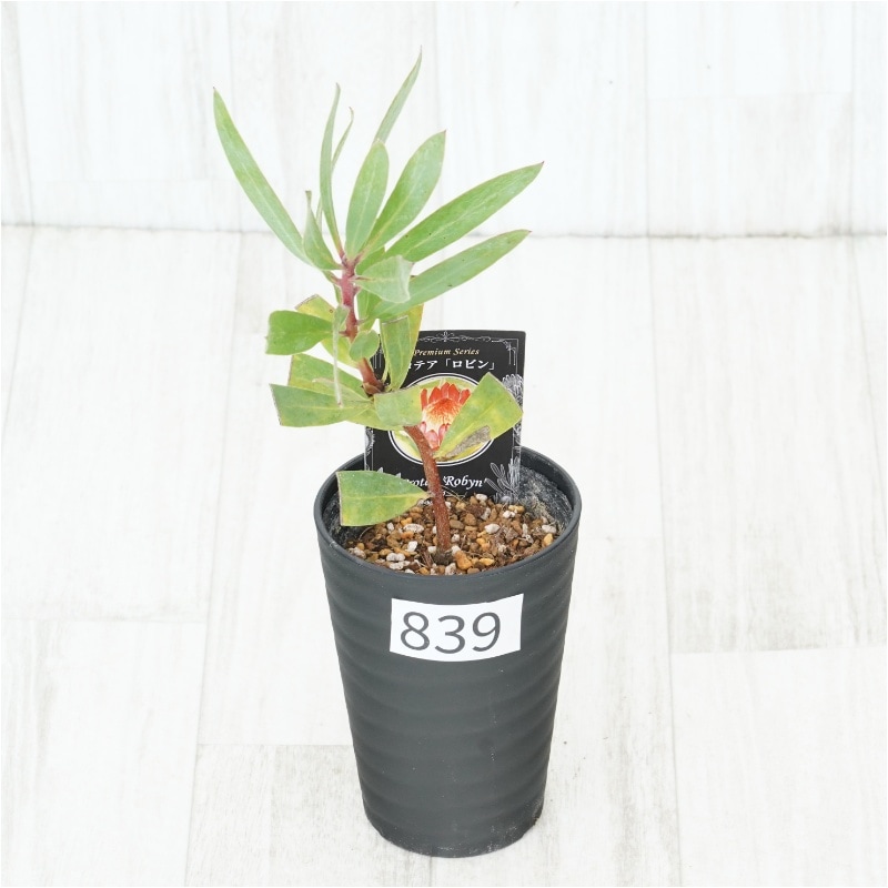 �Ը�ʪ�եץ��ƥ������ӥ󡡥���������ɻ�Ω�ơ�No.839��3.5��