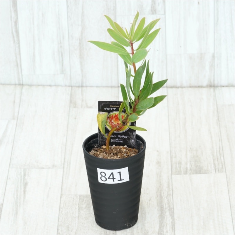 �Ը�ʪ�եץ��ƥ������ӥ󡡥���������ɻ�Ω�ơ�No.841��3.5��