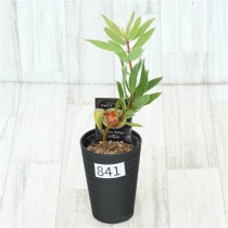 �Ը�ʪ�եץ��ƥ������ӥ󡡥���������ɻ�Ω�ơ�No.841��3.5��