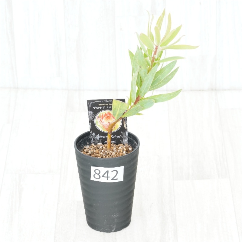 �Ը�ʪ�եץ��ƥ������ӥ󡡥���������ɻ�Ω�ơ�No.842��3.5��