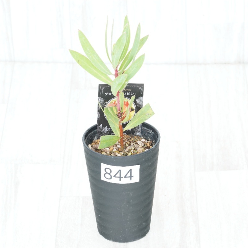 �Ը�ʪ�եץ��ƥ������ӥ󡡥���������ɻ�Ω�ơ�No.844��3.5��