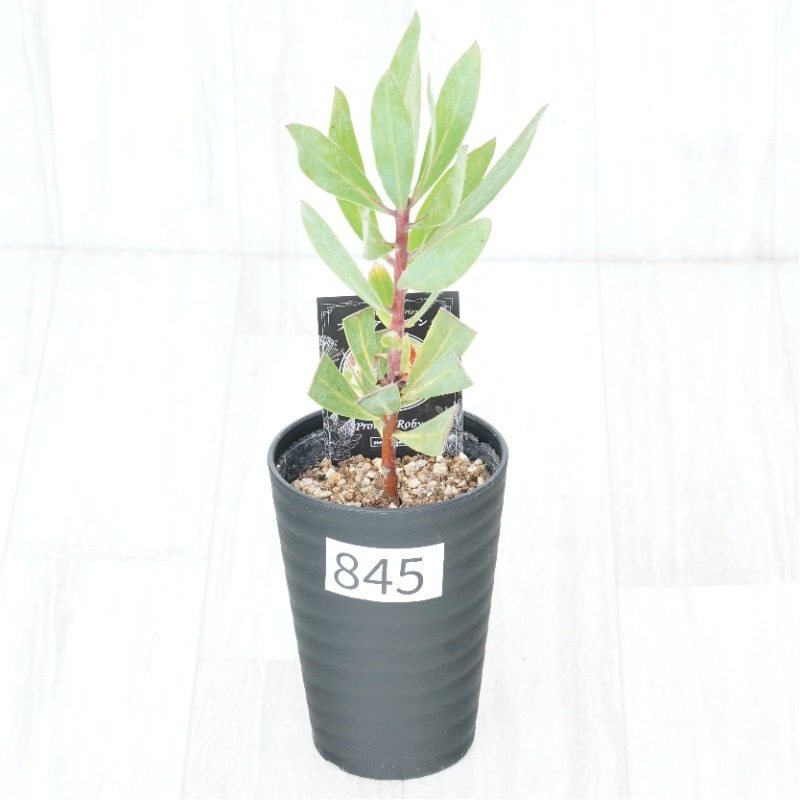 �Ը�ʪ�եץ��ƥ������ӥ󡡥���������ɻ�Ω�ơ�No.845��3.5��