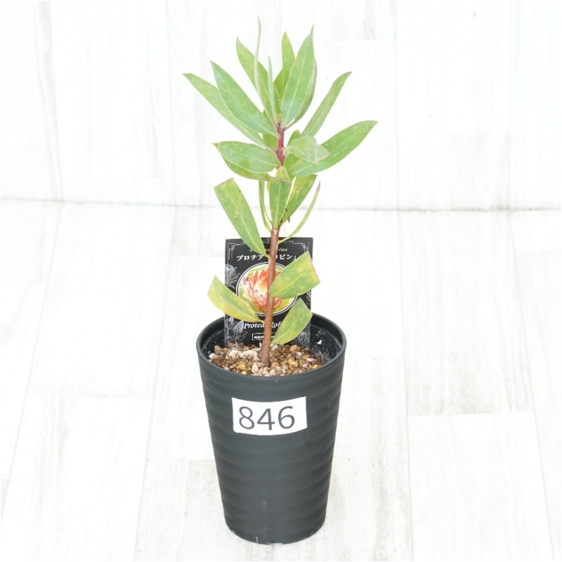 �Ը�ʪ�եץ��ƥ������ӥ󡡥���������ɻ�Ω�ơ�No.846��3.5��
