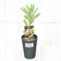�Ը�ʪ�եץ��ƥ������ӥ󡡥���������ɻ�Ω�ơ�No.846��3.5��