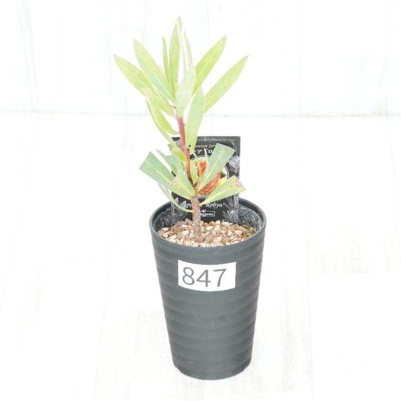 �Ը�ʪ�եץ��ƥ������ӥ󡡥���������ɻ�Ω�ơ�No.847��3.5��