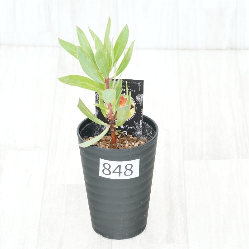 �Ը�ʪ�եץ��ƥ������ӥ󡡥���������ɻ�Ω�ơ�No.848��3.5��