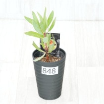 �Ը�ʪ�եץ��ƥ������ӥ󡡥���������ɻ�Ω�ơ�No.848��3.5��