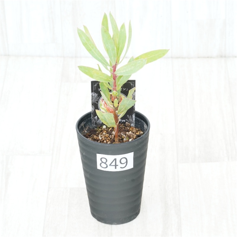 �Ը�ʪ�եץ��ƥ������ӥ󡡥���������ɻ�Ω�ơ�No.849��3.5��