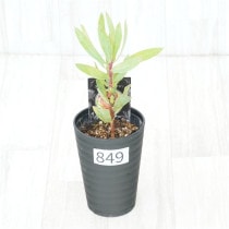 �Ը�ʪ�եץ��ƥ������ӥ󡡥���������ɻ�Ω�ơ�No.849��3.5��