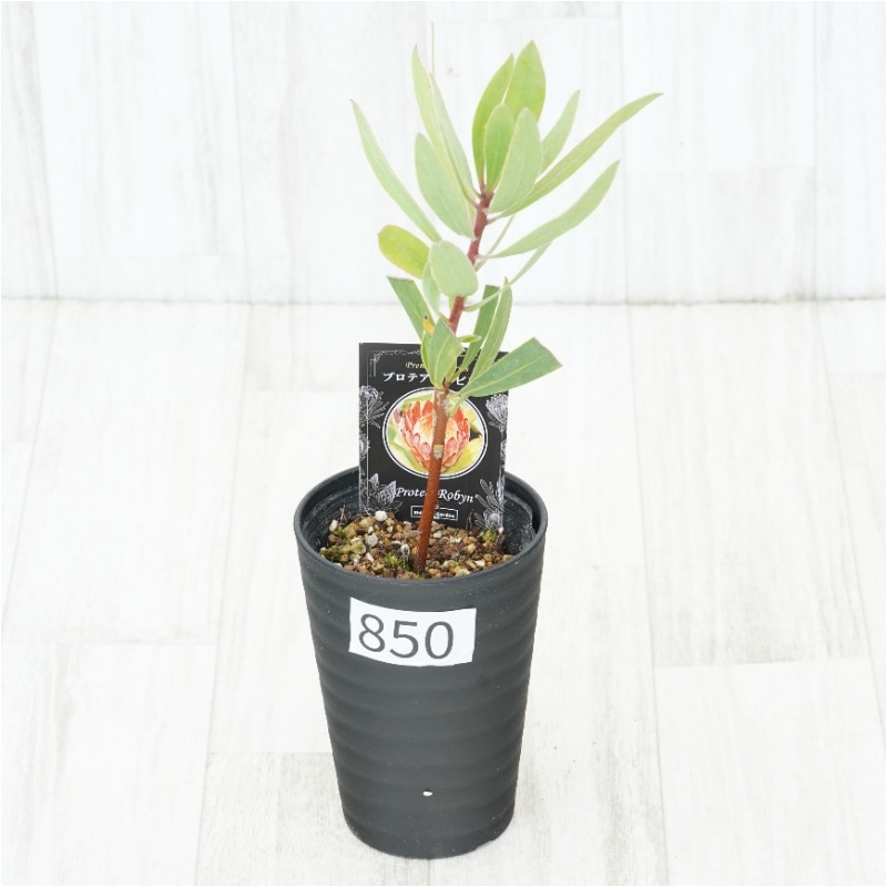 �Ը�ʪ�եץ��ƥ������ӥ󡡥���������ɻ�Ω�ơ�No.850��3.5��