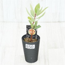 �Ը�ʪ�եץ��ƥ������ӥ󡡥���������ɻ�Ω�ơ�No.850��3.5��