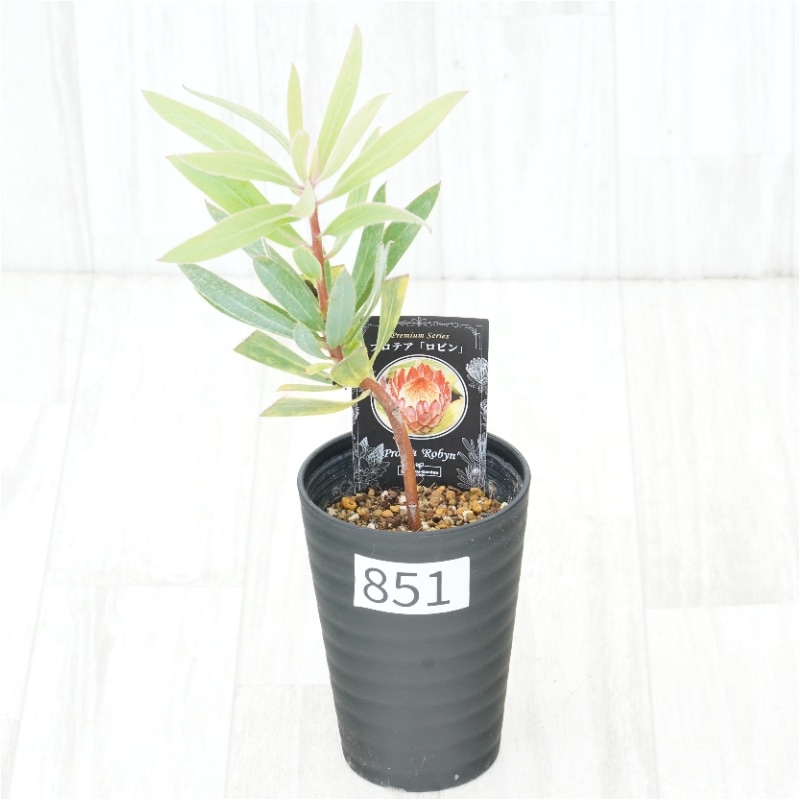 �Ը�ʪ�եץ��ƥ������ӥ󡡥���������ɻ�Ω�ơ�No.851��3.5��