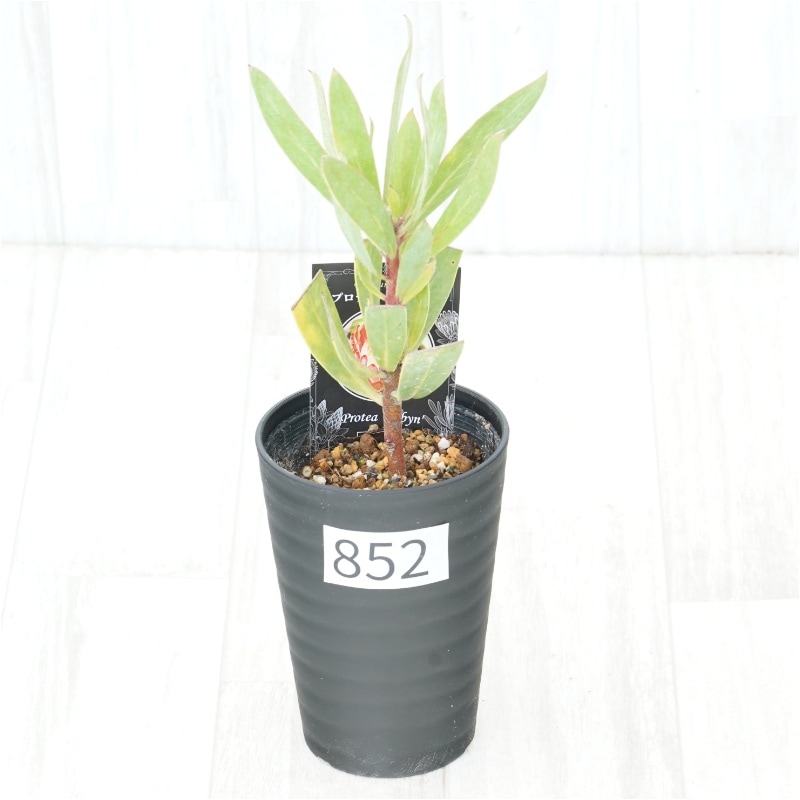 �Ը�ʪ�եץ��ƥ������ӥ󡡥���������ɻ�Ω�ơ�No.852��3.5��