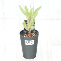 �Ը�ʪ�եץ��ƥ������ӥ󡡥���������ɻ�Ω�ơ�No.852��3.5��