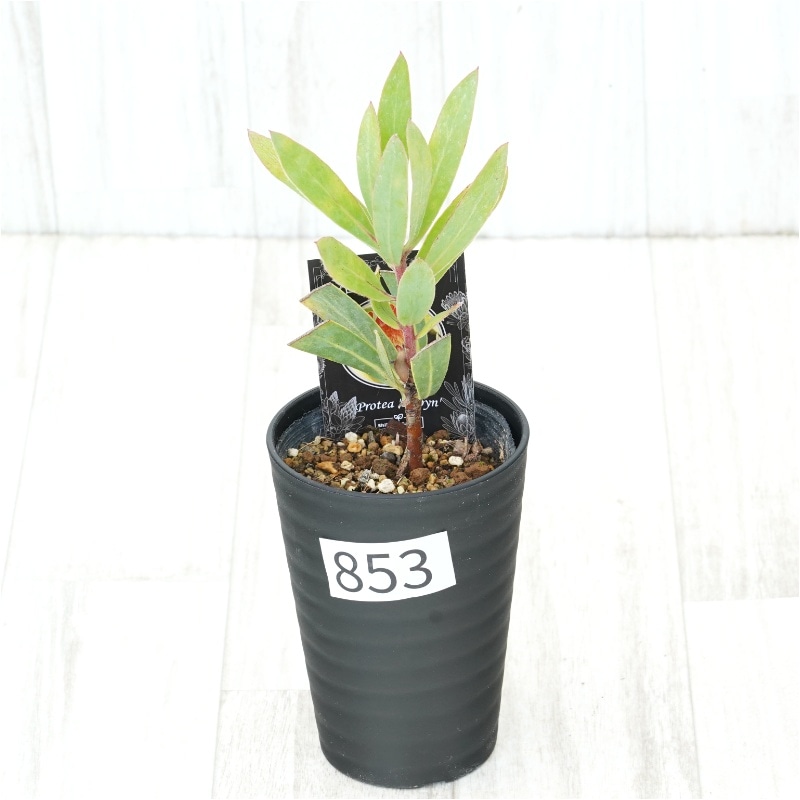 �Ը�ʪ�եץ��ƥ������ӥ󡡥���������ɻ�Ω�ơ�No.853��3.5��