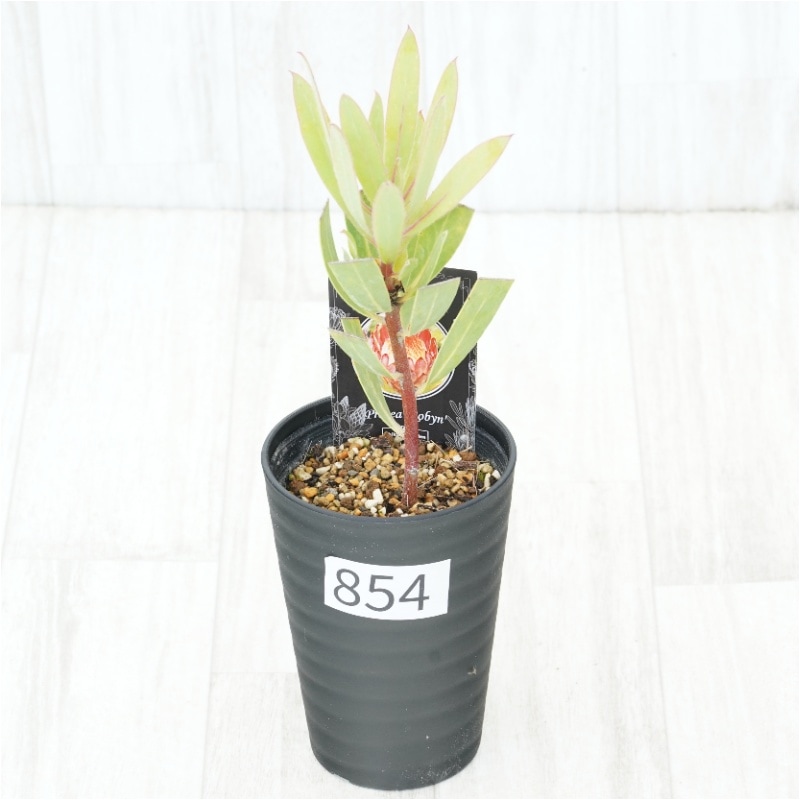 �Ը�ʪ�եץ��ƥ������ӥ󡡥���������ɻ�Ω�ơ�No.854��3.5��