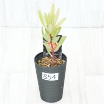 �Ը�ʪ�եץ��ƥ������ӥ󡡥���������ɻ�Ω�ơ�No.854��3.5��