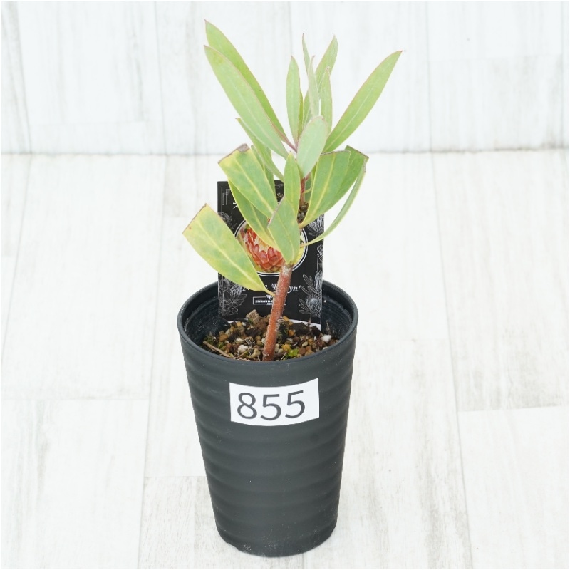 �Ը�ʪ�եץ��ƥ������ӥ󡡥���������ɻ�Ω�ơ�No.855��3.5��