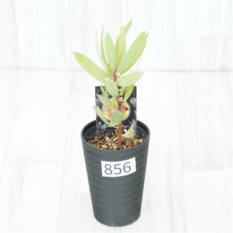 �Ը�ʪ�եץ��ƥ������ӥ󡡥���������ɻ�Ω�ơ�No.856��3.5��