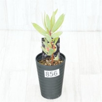 �Ը�ʪ�եץ��ƥ������ӥ󡡥���������ɻ�Ω�ơ�No.856��3.5��