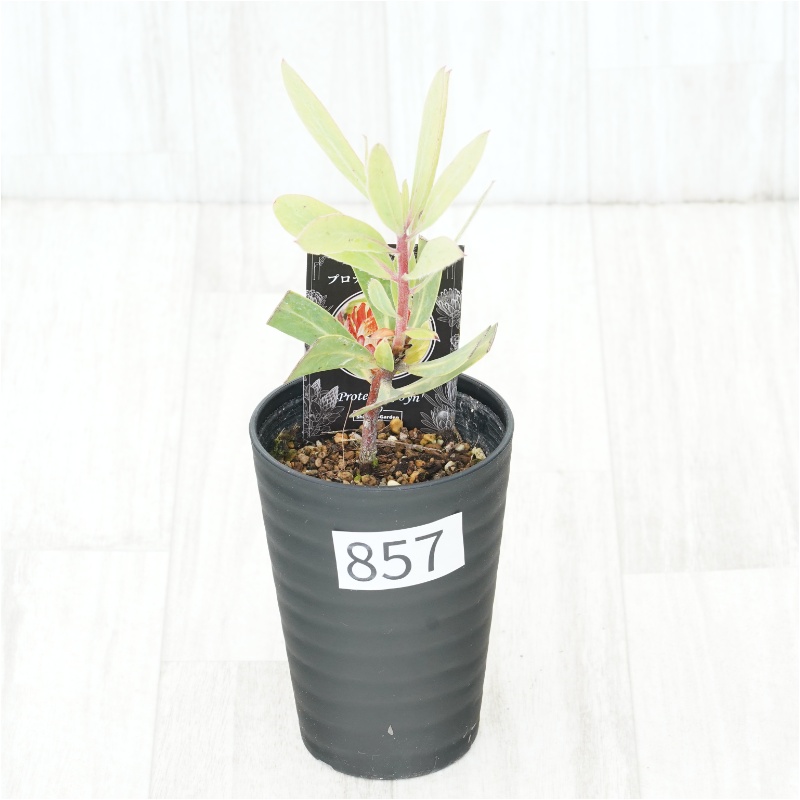 �Ը�ʪ�եץ��ƥ������ӥ󡡥���������ɻ�Ω�ơ�No.857��3.5��