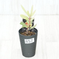 �Ը�ʪ�եץ��ƥ������ӥ󡡥���������ɻ�Ω�ơ�No.857��3.5��