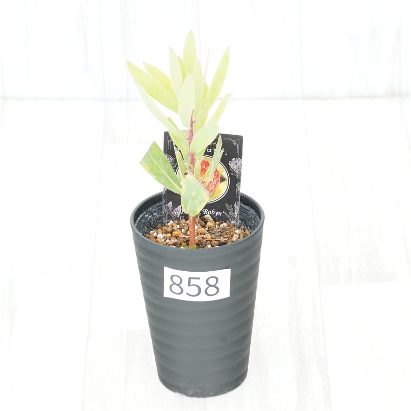 �Ը�ʪ�եץ��ƥ������ӥ󡡥���������ɻ�Ω�ơ�No.858��3.5��