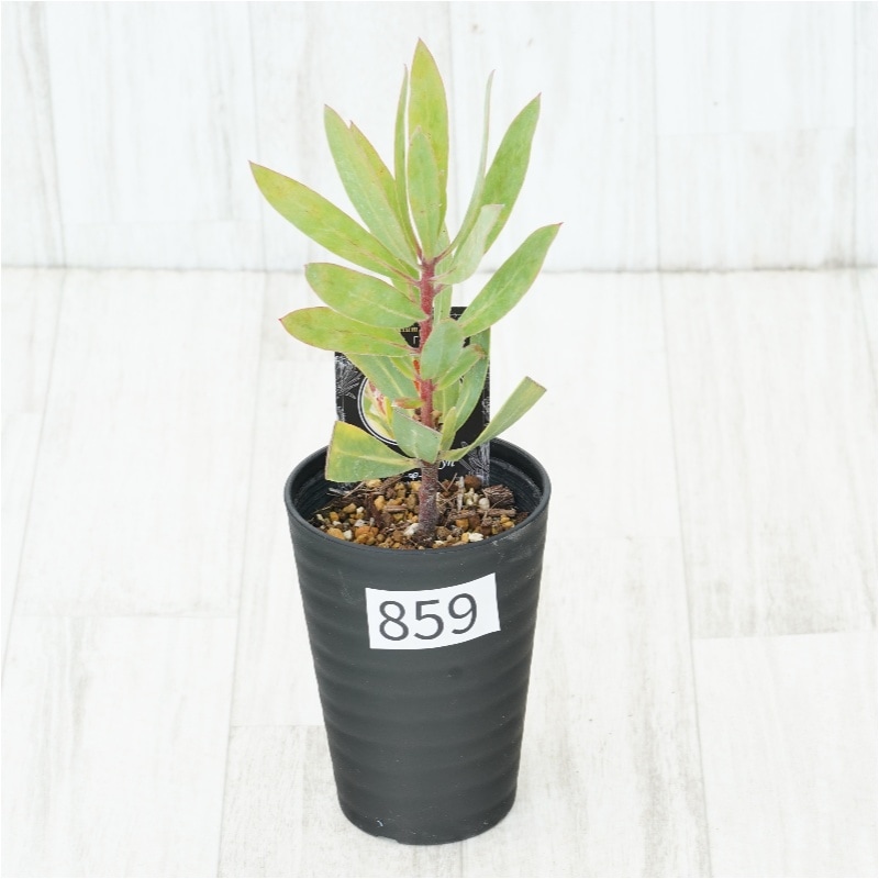 �Ը�ʪ�եץ��ƥ������ӥ󡡥���������ɻ�Ω�ơ�No.859��3.5��
