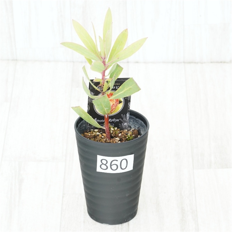 �Ը�ʪ�եץ��ƥ������ӥ󡡥���������ɻ�Ω�ơ�No.860��3.5��