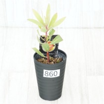 �Ը�ʪ�եץ��ƥ������ӥ󡡥���������ɻ�Ω�ơ�No.860��3.5��