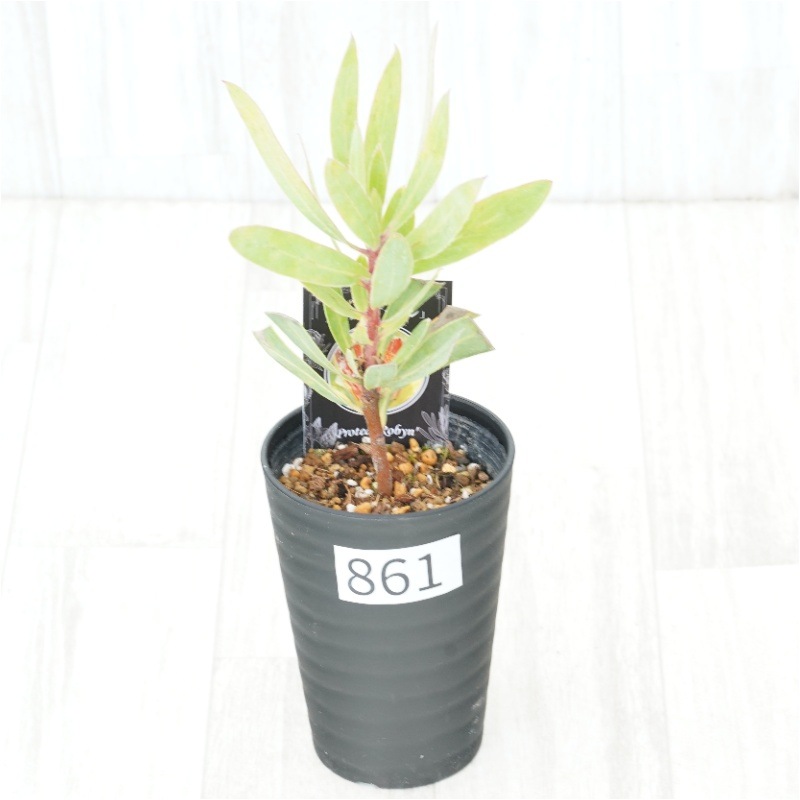 �Ը�ʪ�եץ��ƥ������ӥ󡡥���������ɻ�Ω�ơ�No.861��3.5��