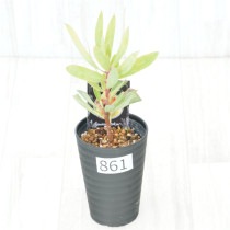 �Ը�ʪ�եץ��ƥ������ӥ󡡥���������ɻ�Ω�ơ�No.861��3.5��