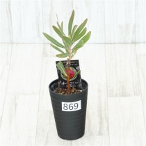 �Ը�ʪ�եץ��ƥ�����åɥ�����������������ɻ�Ω�ơ�No.869��3.5��