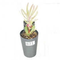 �Ը�ʪ�եץ��ƥ�����åɥ�����������������ɻ�Ω�ơ�No.871��3.5��