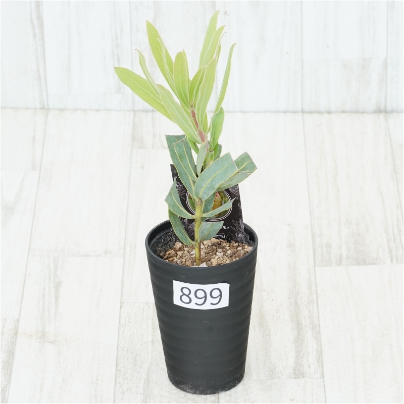 �Ը�ʪ�եץ��ƥ��������ᡡ����������ɻ�Ω�ơ�No.899��3.5��