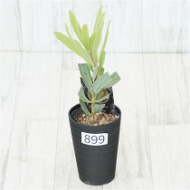 �Ը�ʪ�եץ��ƥ��������ᡡ����������ɻ�Ω�ơ�No.899��3.5��