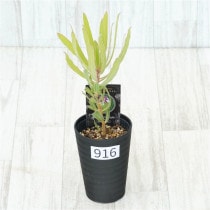 �Ը�ʪ�եץ��ƥ����饤��饤�ȡ�����������ɻ�Ω�ơ�No.916��3.5��
