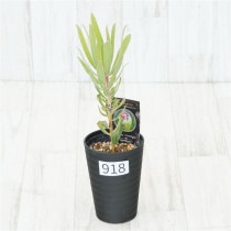�Ը�ʪ�եץ��ƥ����饤��饤�ȡ�����������ɻ�Ω�ơ�No.918��3.5��