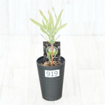�Ը�ʪ�եץ��ƥ����饤��饤�ȡ�����������ɻ�Ω�ơ�No.919��3.5��