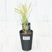 �Ը�ʪ�եץ��ƥ����饤��饤�ȡ�����������ɻ�Ω�ơ�No.920��3.5��