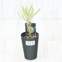 �Ը�ʪ�եץ��ƥ����饤��饤�ȡ�����������ɻ�Ω�ơ�No.921��3.5��